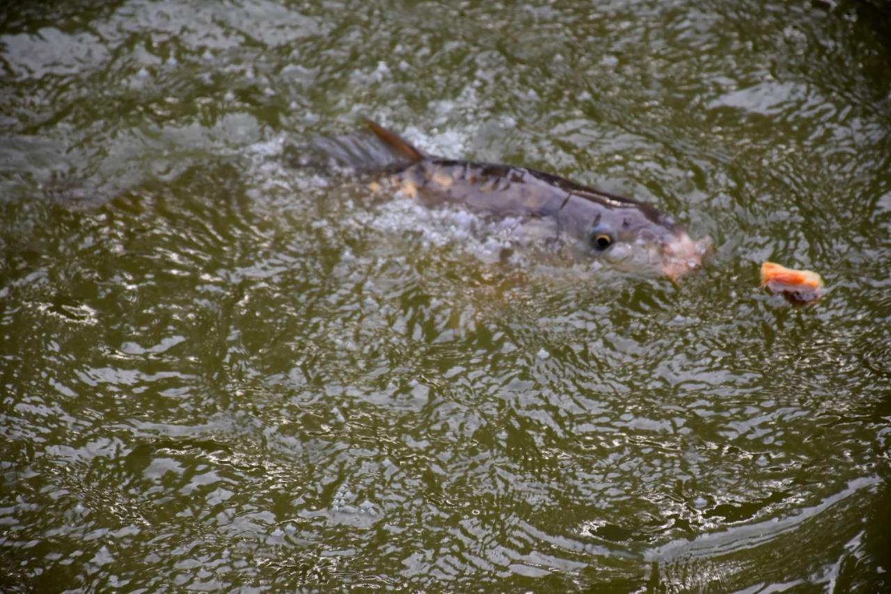 La Mare Aux Canards Cordieux Luaran gambar