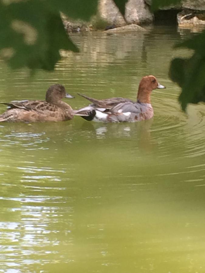 La Mare Aux Canards Cordieux Luaran gambar